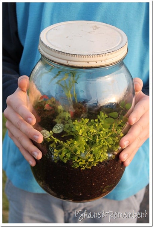 Making Terrariums