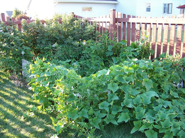 overflowing garden Composting 101 What You Need to Know