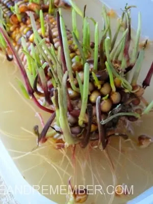 Will it grow? Update Growing Indian Corn Experiment Will it grow? Update Growing Indian Corn Experiment