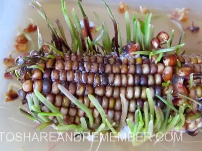Will it grow? Update Growing Indian Corn Experiment Will it grow? Update Growing Indian Corn Experiment