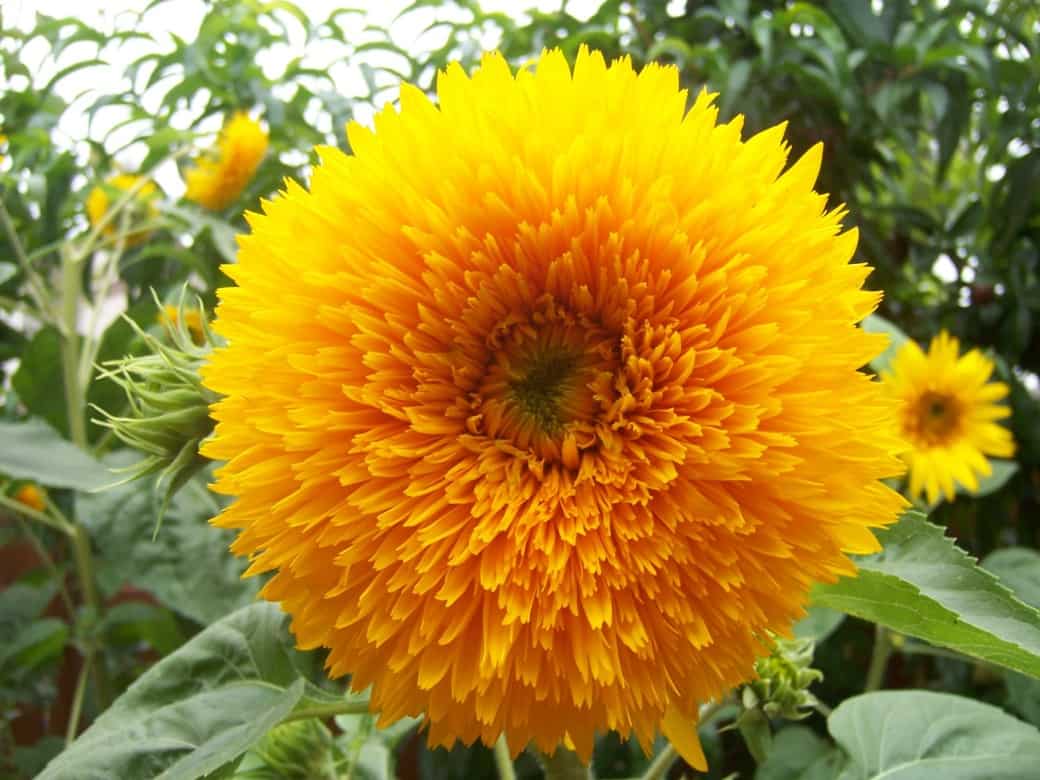 Teddy Bear Sunflower for happy earth day