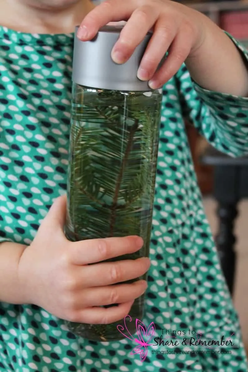 evergreen sensory bottle