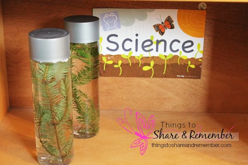 evergreen sensory bottle preschool science