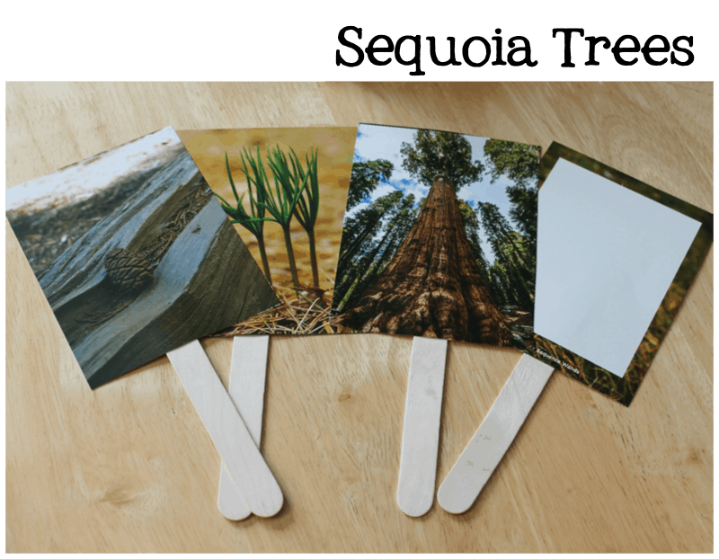 Sequoia Trees 