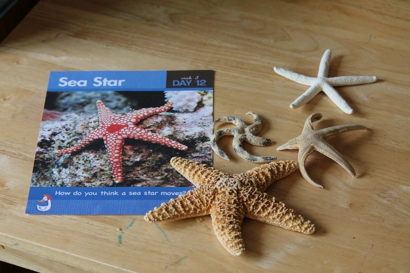 Ocean Commotion Sea Stars #MGTblogger