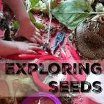 EXPLORING SEEDS #MGTblogger #intheorchard