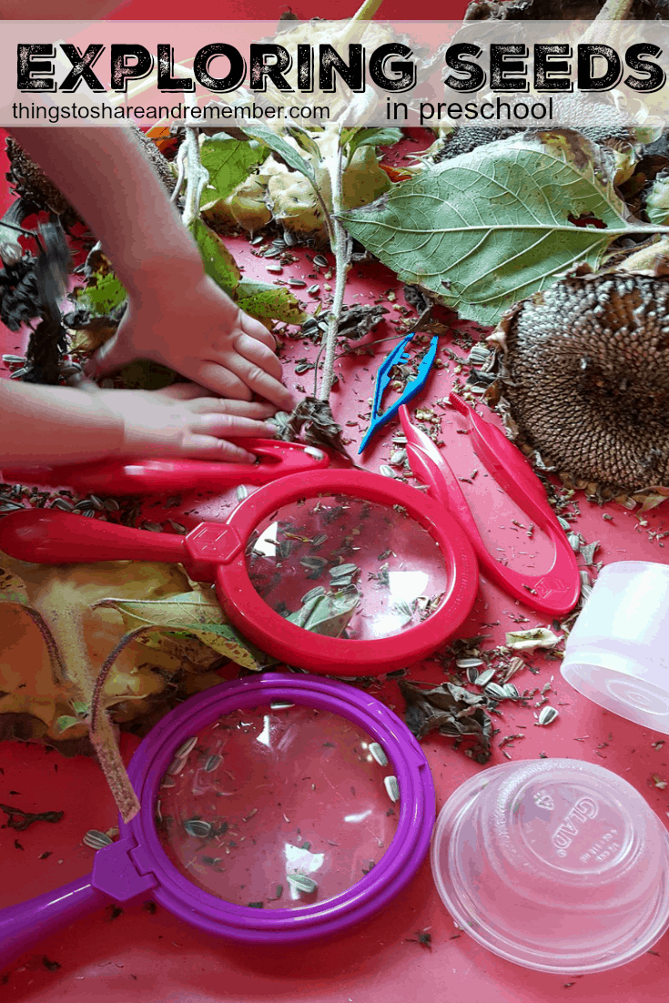 Exploring Seeds in Preschool - sunflower and garden sensory bin for fall orchard theme