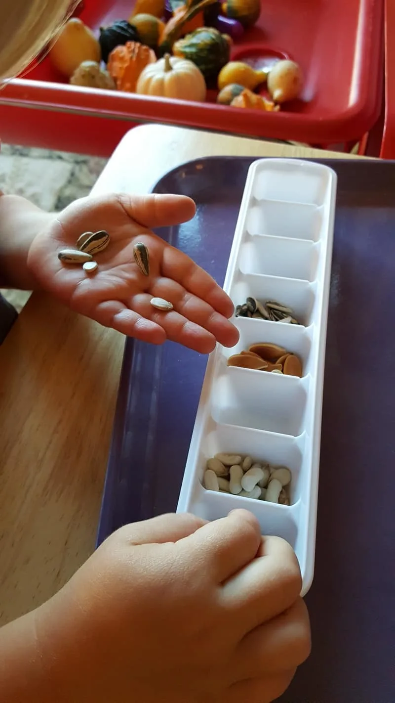 Exploring Seeds in Preschool - sunflower and garden sensory bin for fall orchard theme