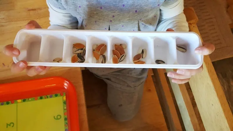 sorting seeds into tray in preschool - use an ice cube tray to sort and count seeds - fall preschool theme Exploring Seeds in Preschool - sunflower and garden sensory bin for fall orchard theme