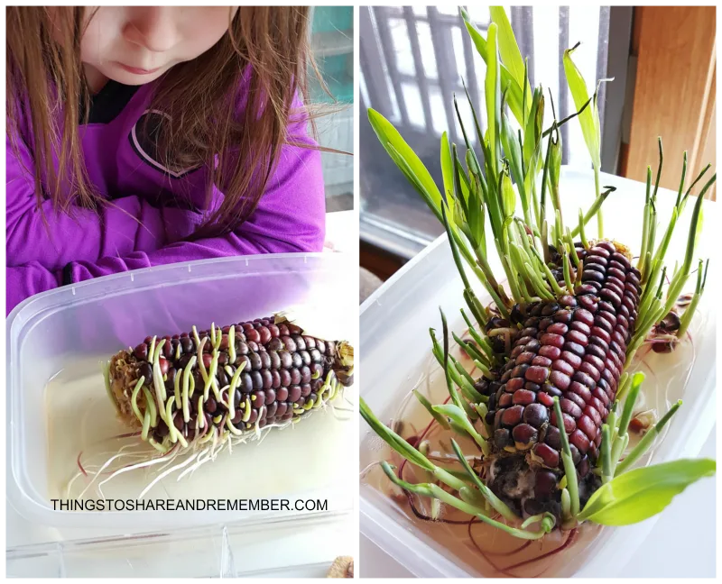 Sprouting Indian Corn preschool science activity