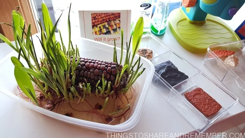 Sprouting Indian Corn preschool science activity