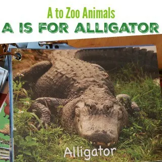 A to Zoo Animals - A is for Alligator #MGTblogger