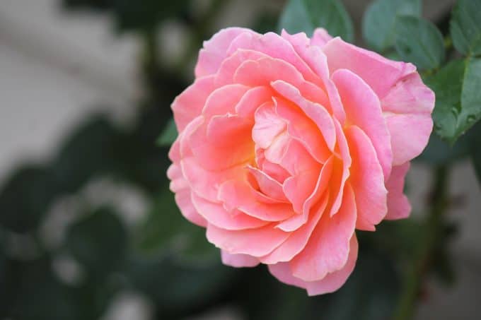 pink rose- Composting 101 What You Need to Know