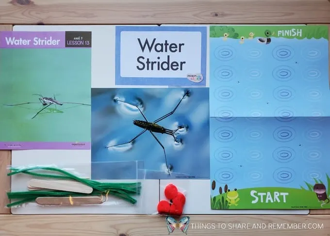 preschool water strider lesson pond life theme
