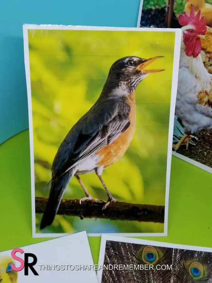 robin bird photo