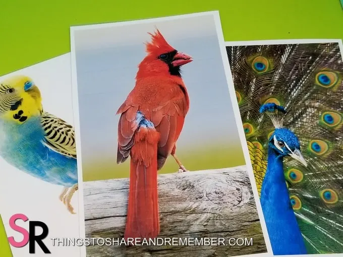 bird photos printable