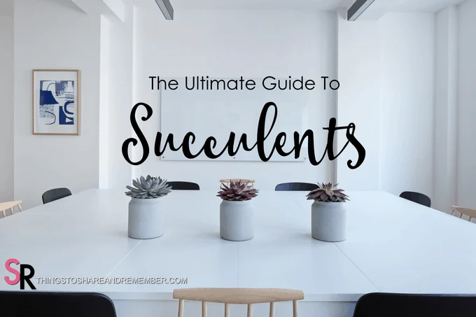 The Ultimate Guide to Succulents