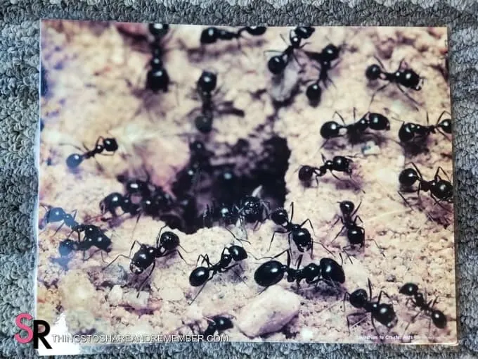 ant poster