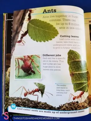 Bugs book ant page