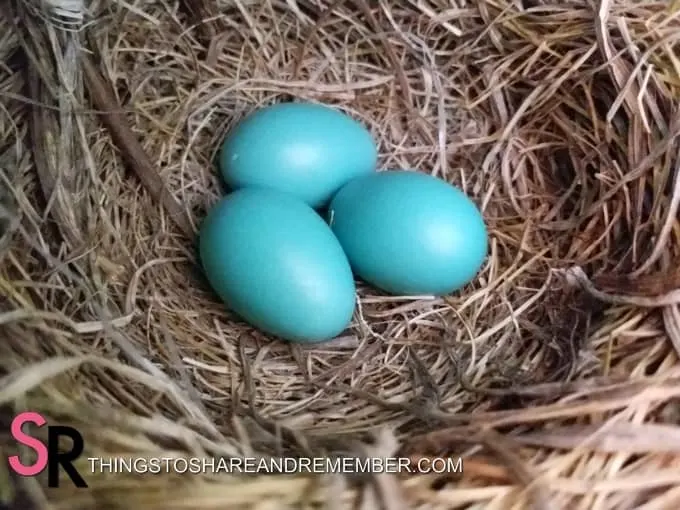 Blue robin eggs in nest