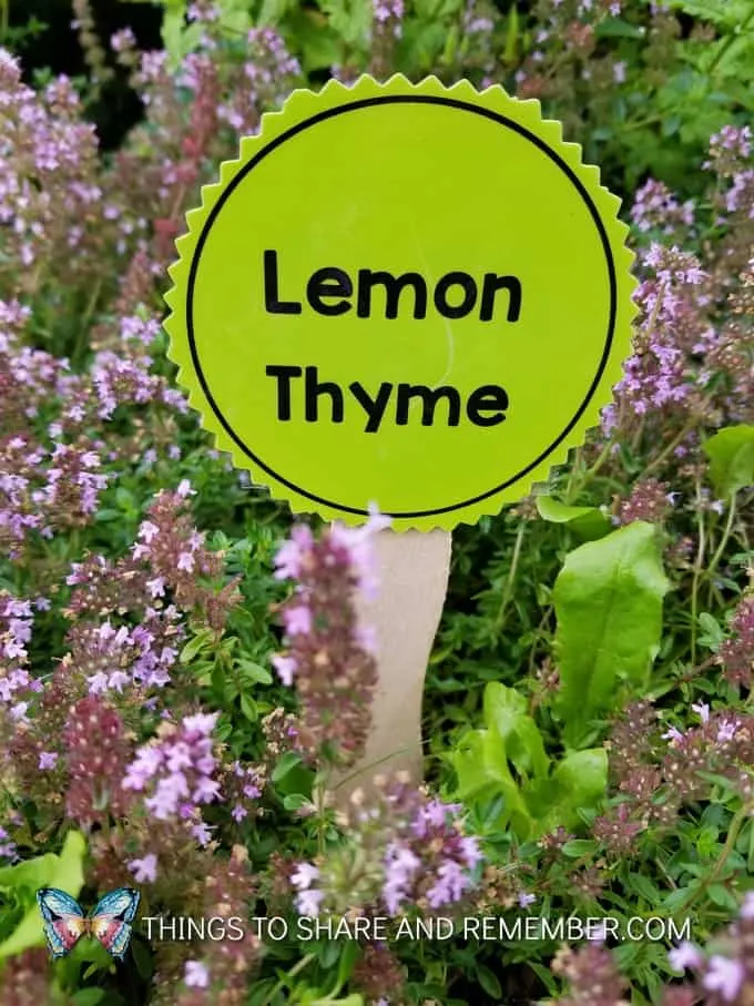 lemon thyme garden marker