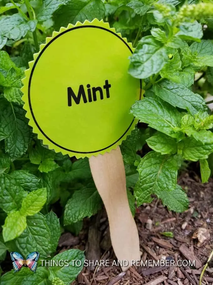 mint garden marker