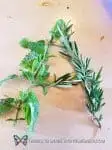 preschool nature letters activity with plants