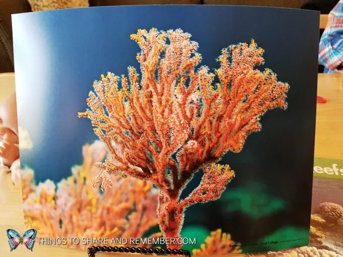 Coral Collages and STEAM Station