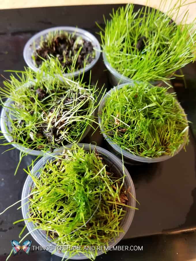 tray of grass plants