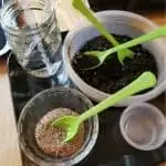 Planting Seeds in preschool activity