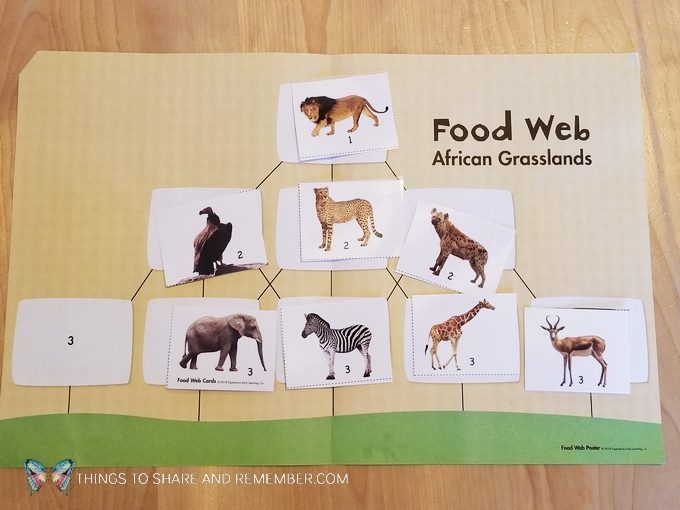 African Grasslands Food Web // Playing fill the fruit basket game from Mother Goose Time // Going on Safari Life On the Grasslands Preschool theme about food people and animals eat. Try new fruits, learn about letter C, open a coconut, play a filling fruit baskets game and learn about the safari food web. Read the book Handa's Surprise and see what happens with her basket of fruit. Fun ways for preschoolers to learn about the safari theme. #MGTblogger #MotherGooseTime #GoingOnSafari #preschool #ece 