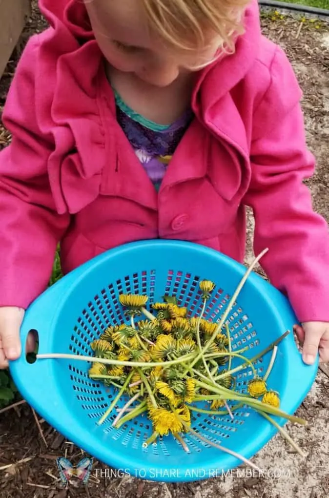 child in pink coat holding bowl of dandelions for Y is for Yellow Dandelion Play Dough