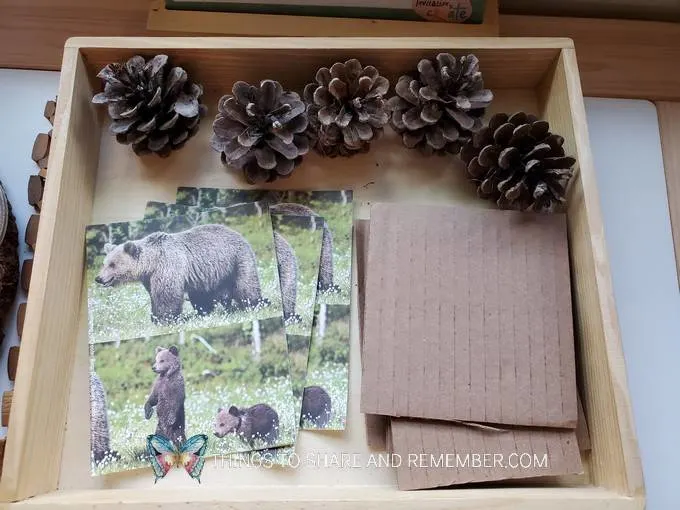 bear photos, cardboard and pinecones to make bear dens