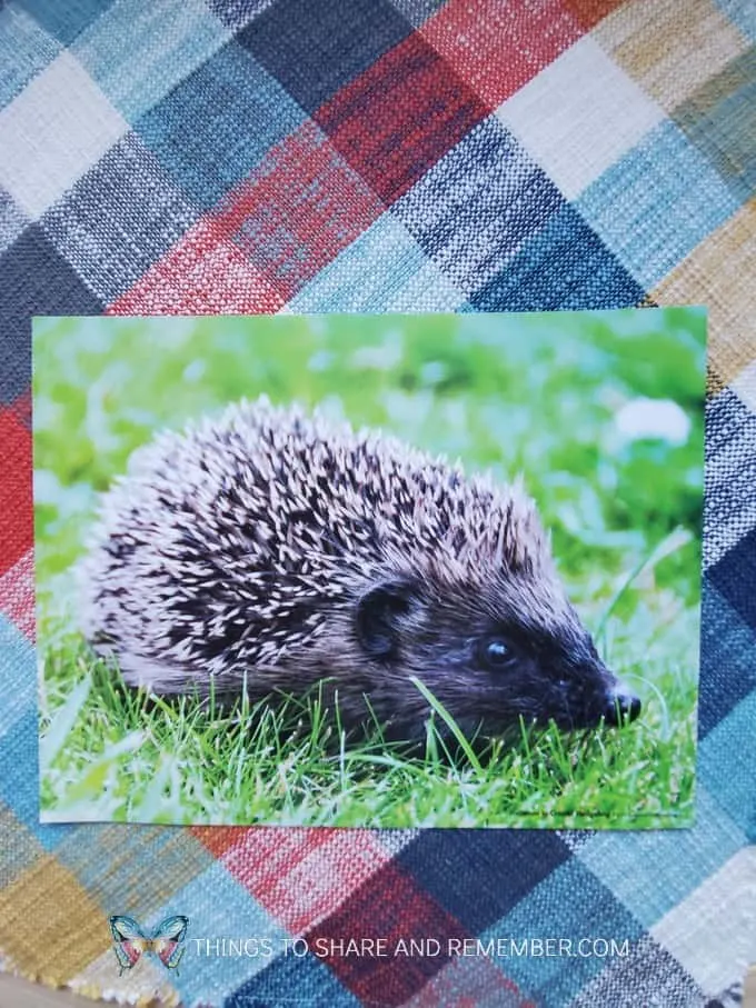 Hedgehog inspiration photo Pokey like a Hedgehog