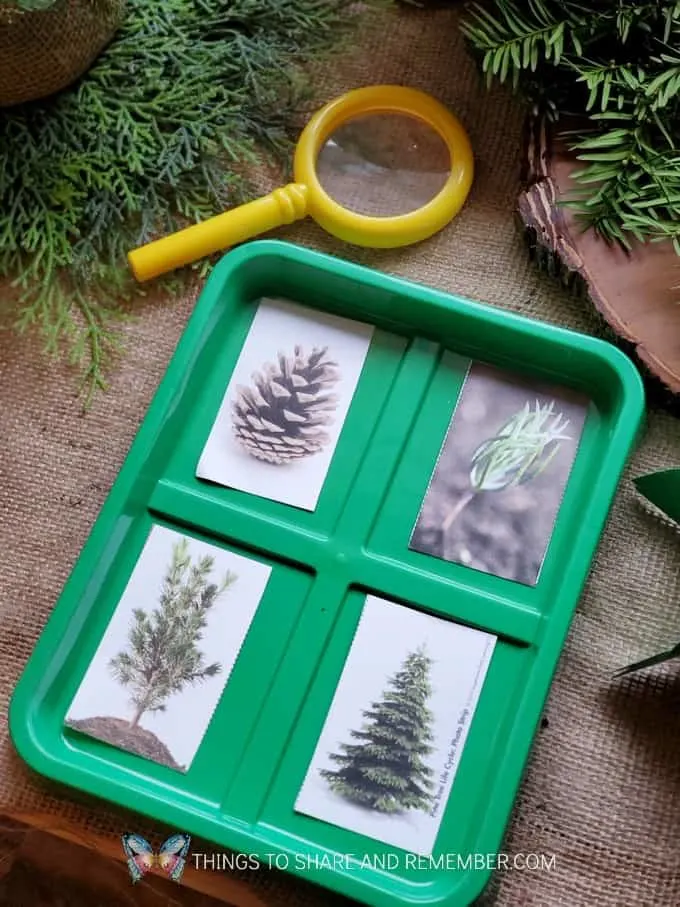 Pine Tree Investigation - Winter in the Woods - Preschool Curriculum - Experience Early Learning