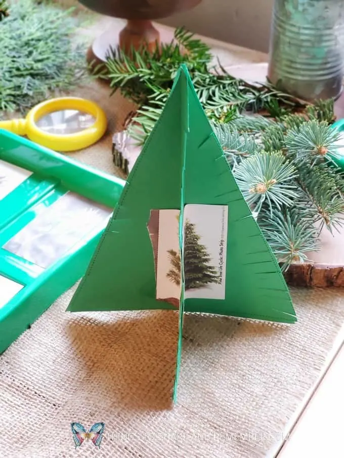 Pine Tree Life Cycle - Winter in the Woods - Preschool Curriculum - Experience Early Learning 