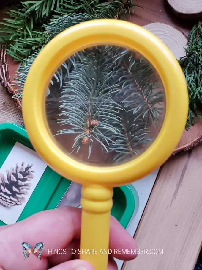 yellow magnifying glass pine tree investigation table