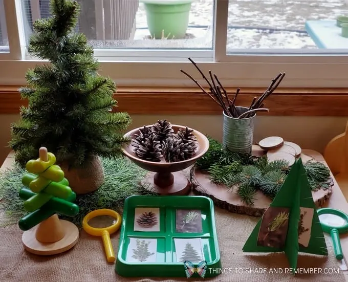 Pine Tree Investigation - Winter in the Woods - Preschool Curriculum - Experience Early Learning