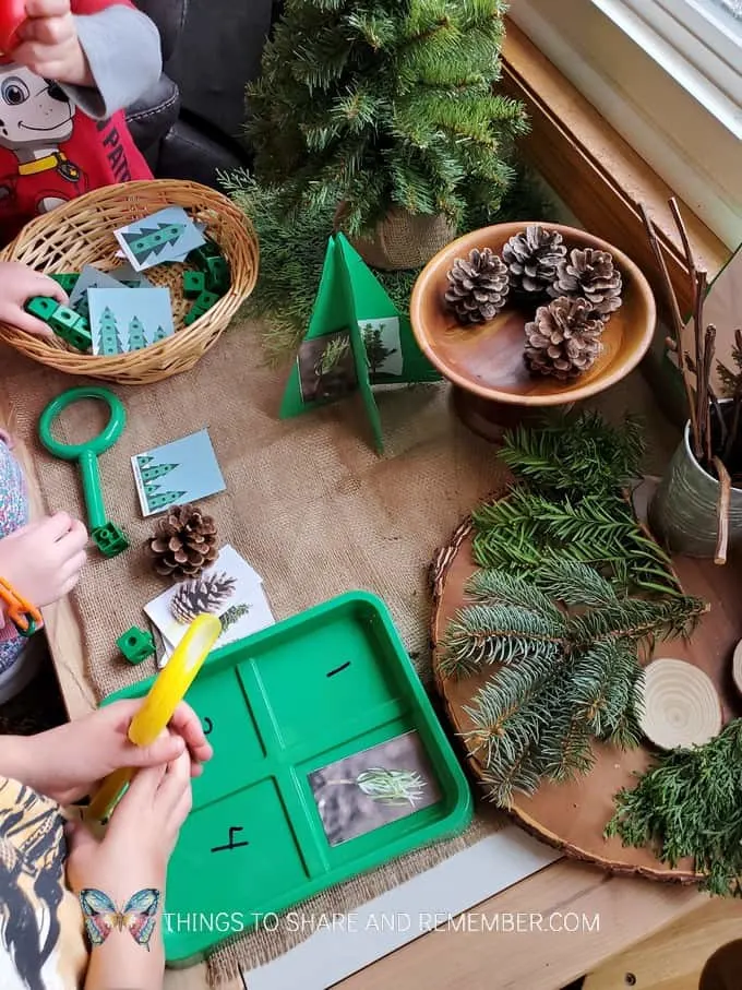 pine tree investigation table activities