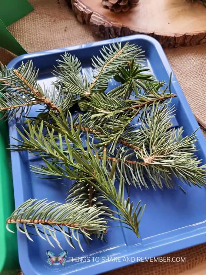 design your own pine tree