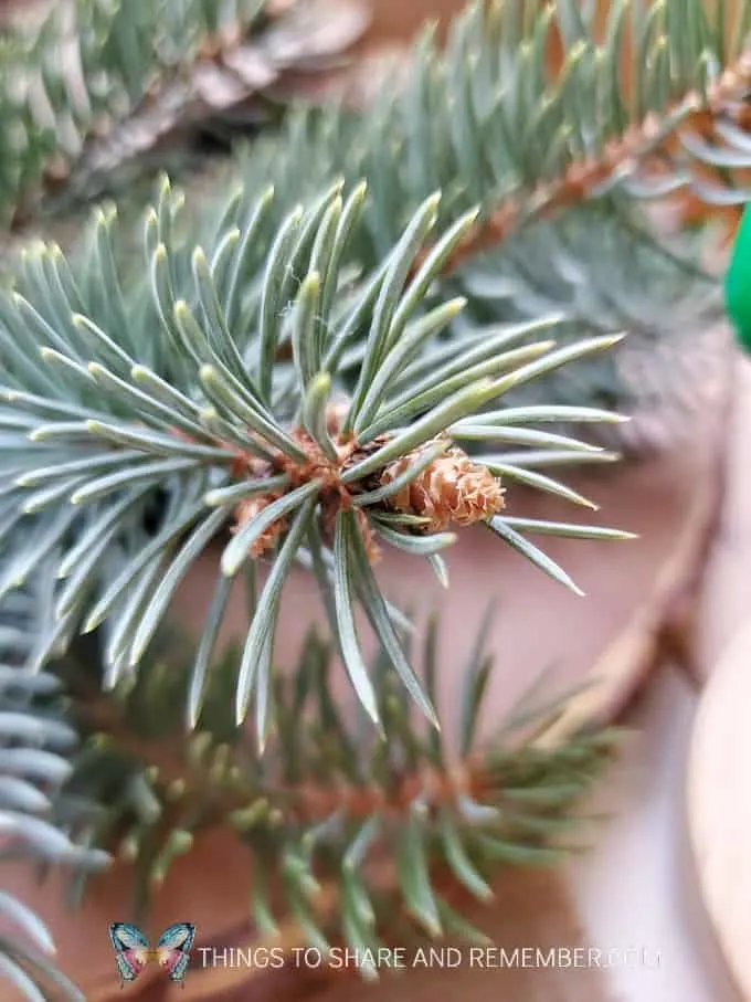 close up of baby pinecone