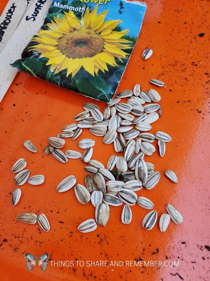 Planting Sunflower Seeds Experience Curriculum   - Superheroes Take Care Of the Earth