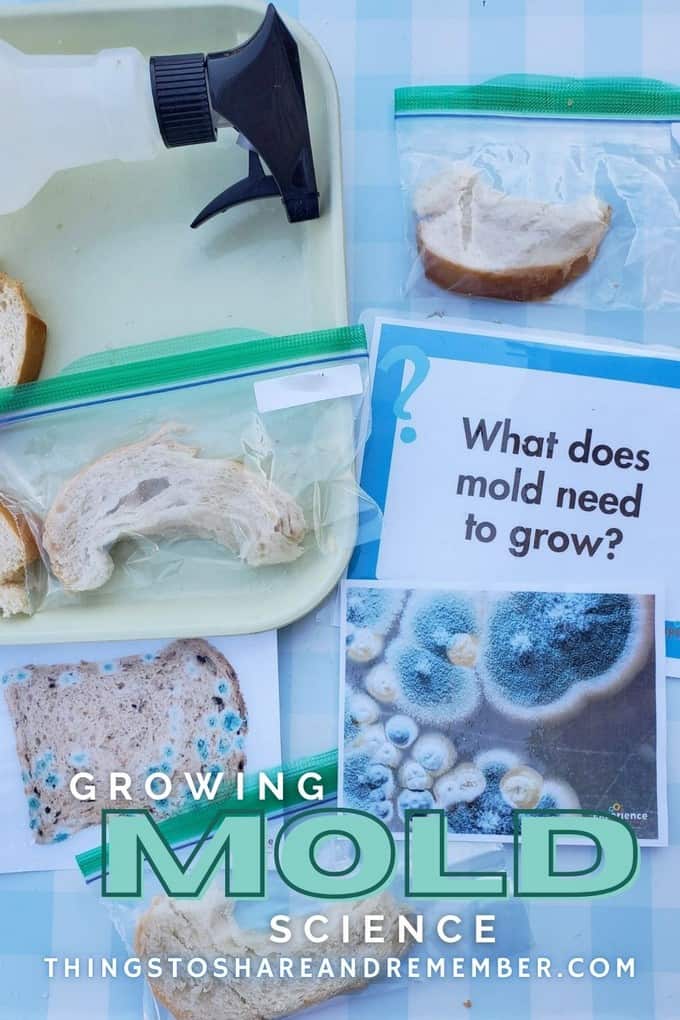 Growing Mold Science for Preschoolers | Explore the Rainforest | Experience Early Learning Preschool Curriculum