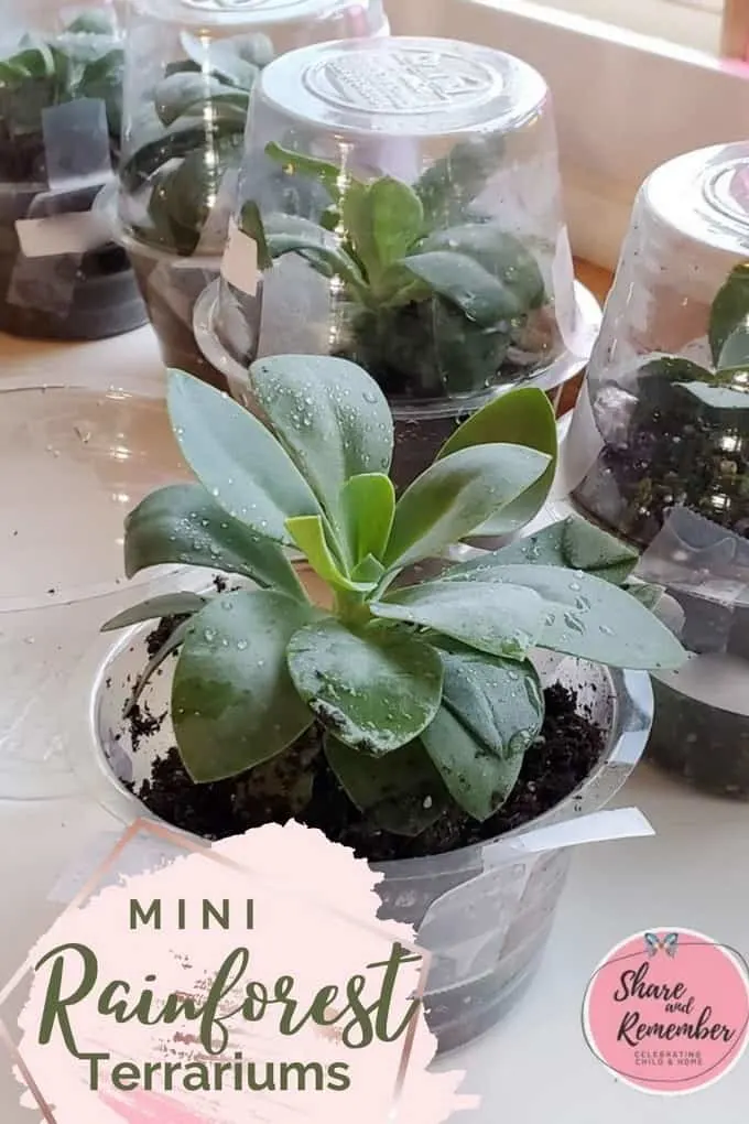 Mini Rainforest Terrariums