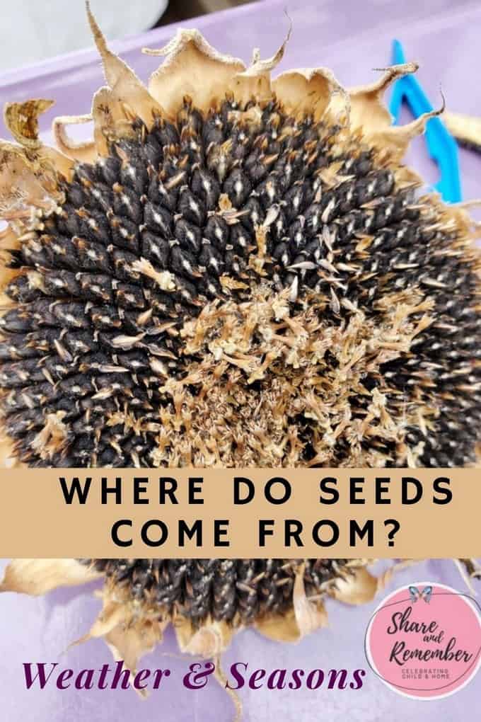 Where do seeds come from? Weather & Seasons Preschool Theme from Experience Preschool