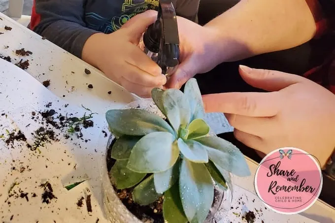 spraying plant