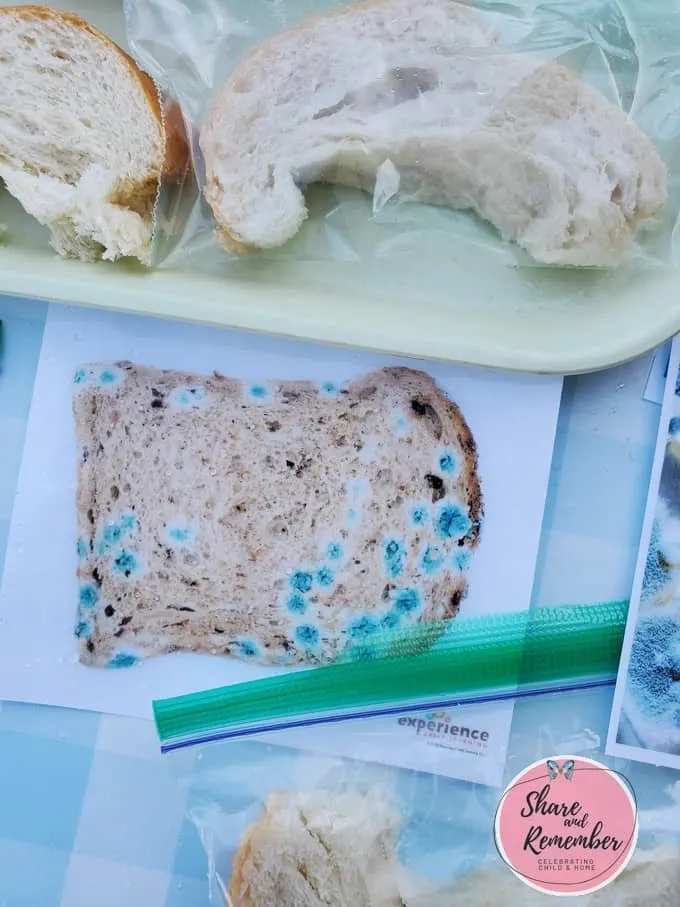 How mold grows on bread