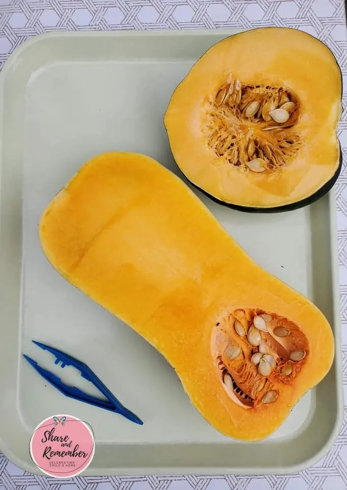 Butternut and Acorn squash - where do seeds come from STEAM Station