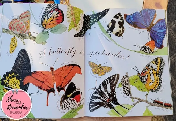 Butterfly images in the book titled A Butterfly is Patient.