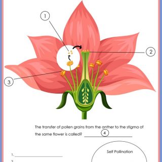 All About Pollination Printables » Share &amp; Remember | Celebrating Child ...